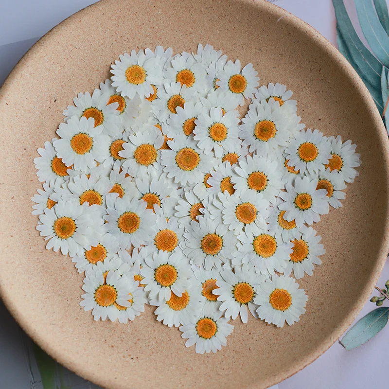 Dried Flower Bookmark - 60X pressé séché naturel blanc chrysanthème