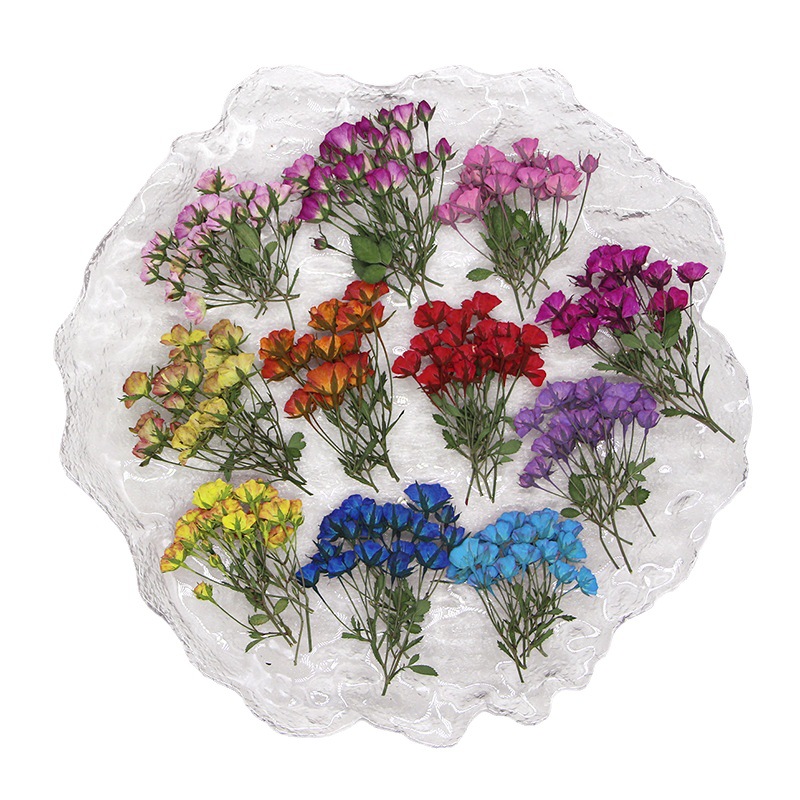 Dried Flower Bookmark - PMurcia-Bourgeons de roses tehonneur multi-têtes séchées,