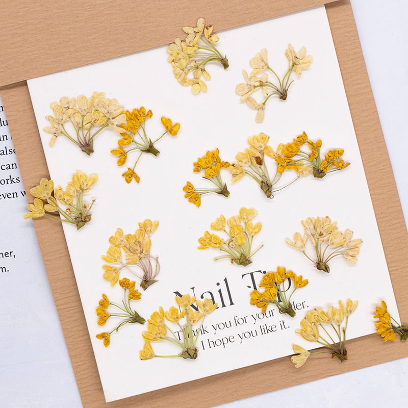 Dried Flower Bookmark - 24 pièces, fleurs pressées naturelles, plantes