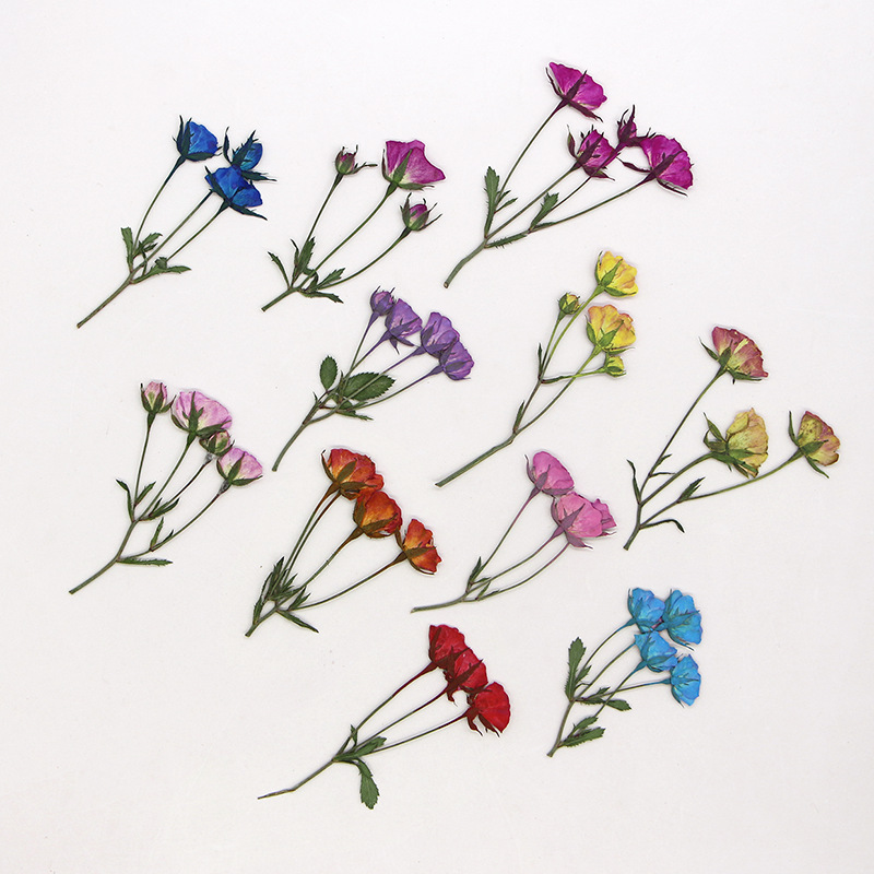 PMurcia-Bourgeons de roses teh - Dried Flower Bookmark avis et prix