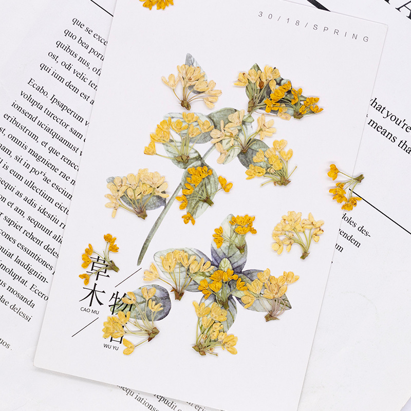 24 pièces, fleurs pressées nat - Dried Flower Bookmark avis et prix